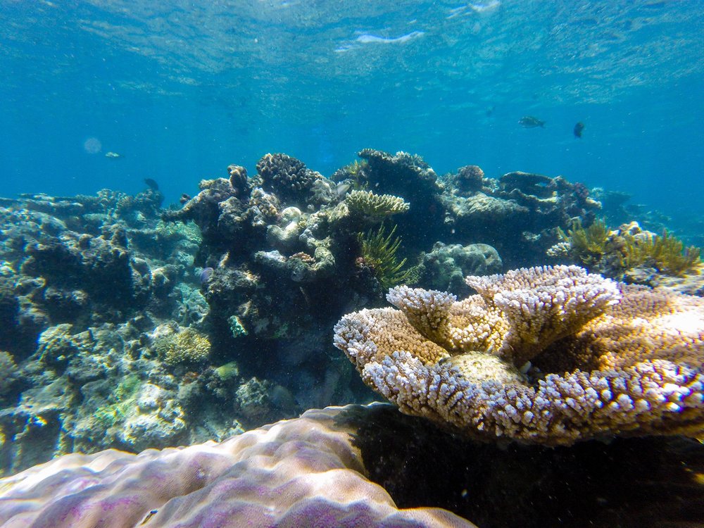  Loving all the unique corals 